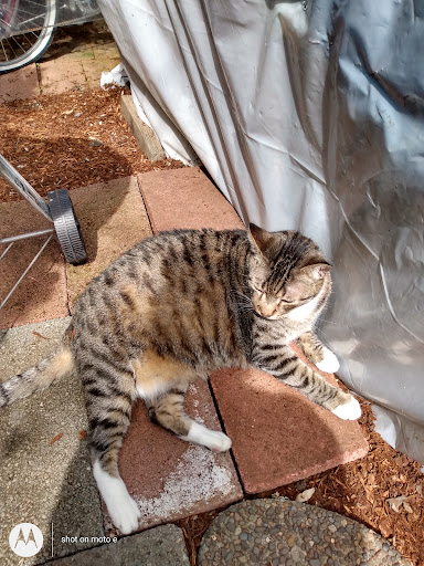 Copy Cats, 1567 Edgewater St NW, Salem, OR 97304, USA, 