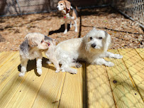 Fantasy Pet Grooming Boarding & Daycare - Photo 9 - Car repair in Missouri City, TX, Sugar Land