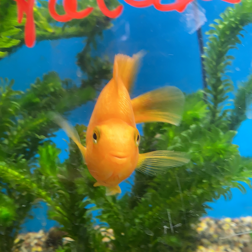 Tropical Fish Store «Aquatic Zoo Tropical Fish», reviews and photos