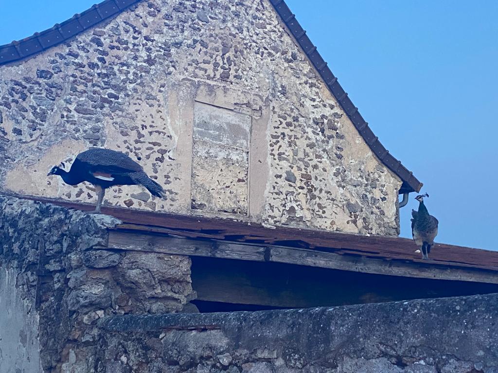 Photo n° 16 de l'avis de Pascal.o fait le 11/08/2022 à 20:51