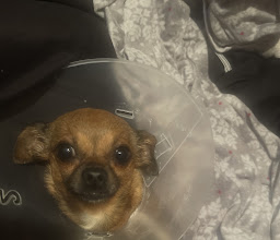 Clínica Veterinaria Doctor Zoo photo