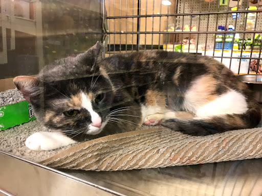 Pet Supply Store «PetSmart», reviews and photos, 400 Universal Dr N, North Haven, CT 06473, USA