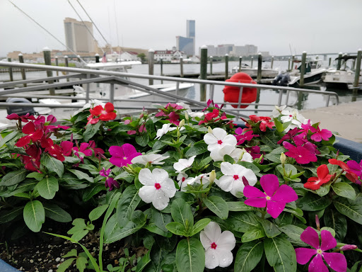 Aquarium «Atlantic City Aquarium», reviews and photos, 800 N New Hampshire Ave, Atlantic City, NJ 08401, USA