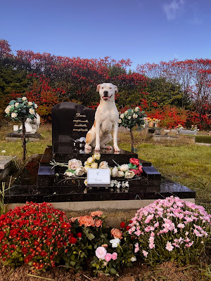 Cimetière animalier de l'Ecomard à Vernou-sur-Brenne