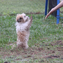 Mind Your Manners Canine Training - Photo 9 - Car repair in Lakeland, FL, Lakeland