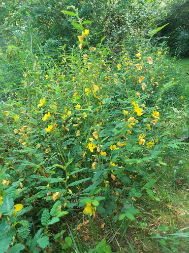 RV Park «Made In the Shade RV Park», reviews and photos, 6878 Granville Hwy, Granville, TN 38564, USA