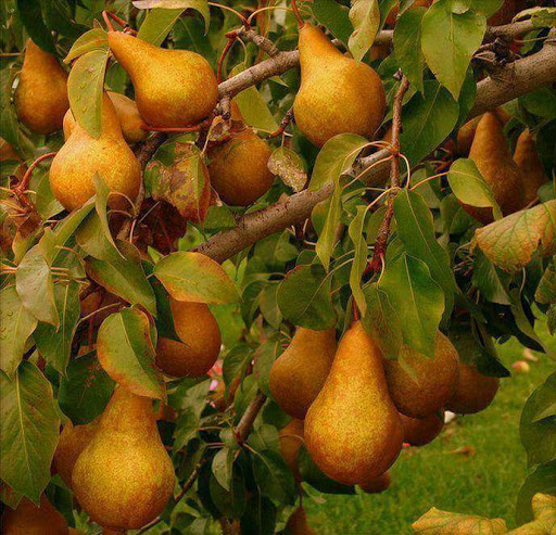 Ümit Çiçekçilik Ltd Şti