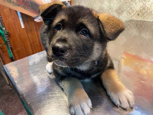 Opiniones de Veterinaria Miraflores en Viña del Mar - Médico