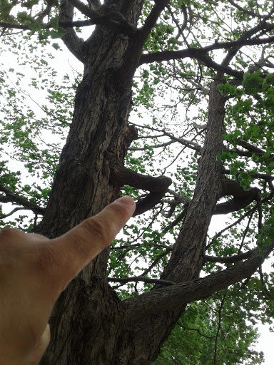 Park «Cherokee Park», reviews and photos, 745 Cochran Hill Rd, Louisville, KY 40206, USA