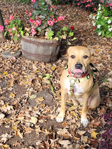 Farm «Blossoming Acres Putnam Farm», reviews and photos, 249 College Hwy # A, Southwick, MA 01077, USA