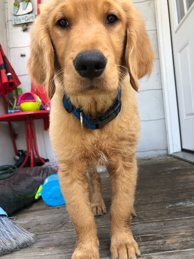 Pet Supply Store «Pet Supplies Plus», reviews and photos, 1510 Scranton Carbondale Hwy, Scranton, PA 18508, USA