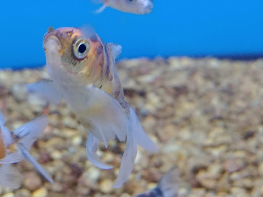 Pet Supply Store «Petco Animal Supplies», reviews and photos, 2435 N Hwy 67, Florissant, MO 63033, USA