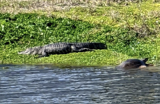 Golf Club «Chi Chi Rodriguez Golf Club», reviews and photos, 3030 N McMullen Booth Rd, Clearwater, FL 33761, USA