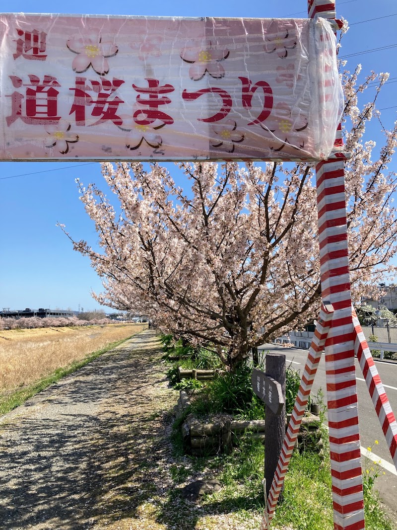 春めき桜（南足柄市狩川沿い）