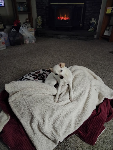 Bennett Creek Animial: Walcoff Jeff DVM