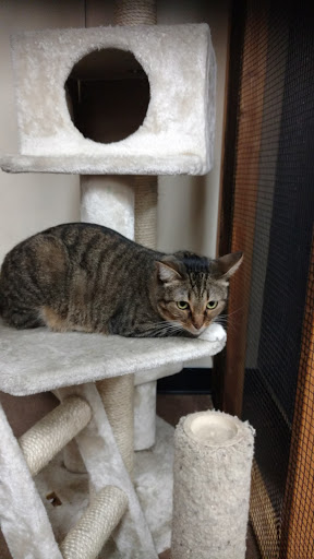 Animal Rescue Service «Pet Country», reviews and photos, 22485 El Toro Rd # A, Lake Forest, CA 92630, USA