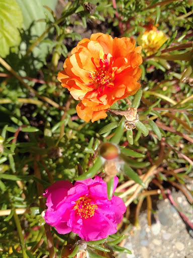 Park «Iris Park», reviews and photos, 1885 University Ave W, St Paul, MN 55104, USA