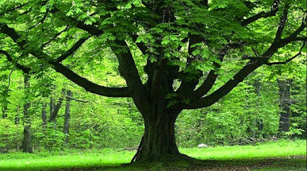 Bradley & Sons Tree Care LLC