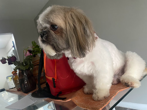 Pet Store «Oak Clips Pet Boutique & Grooming», reviews and photos, 502 N Edgefield Ave, Dallas, TX 75208, USA