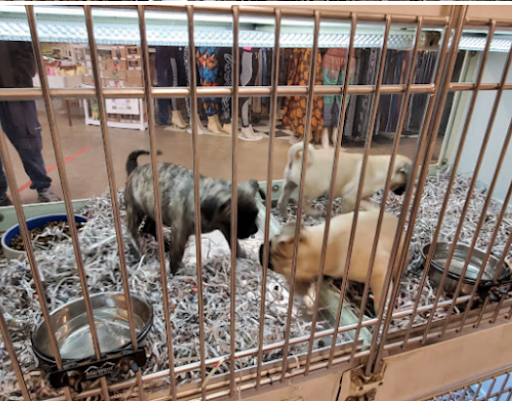 Pet Store «Back To Nature Pets & Grooming», reviews and photos, 110 N Dupont Hwy, New Castle, DE 19720, USA