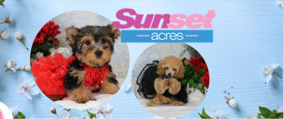 Sunset Acres Kennels