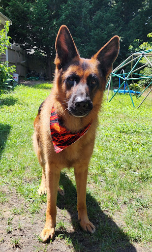 Carrie Sue's Pet Palace