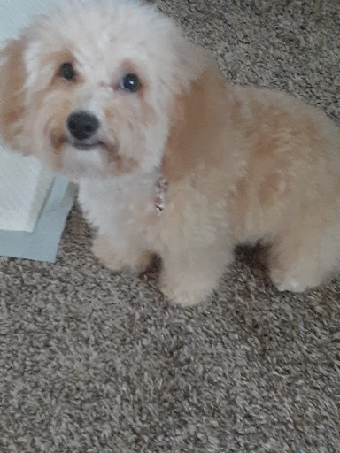 Pet Store «Pets Place Grooming», reviews and photos, 1272 SW California Blvd, Port St Lucie, FL 34953, USA