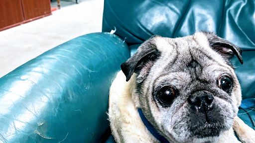 Cell Phone Store «Gadget MD Cell Phone & Tablet Repair - Fall Creek», reviews and photos, 9365 North Sam Houston Pkwy E #300, Humble, TX 77396, USA