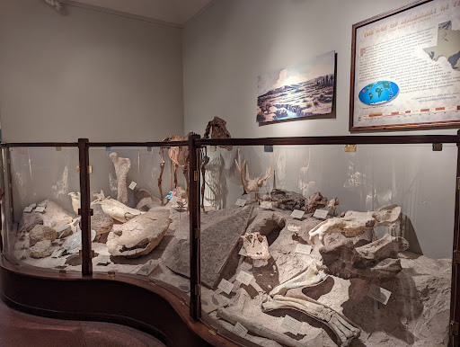 Museum «Texas Memorial Museum», reviews and photos, 2400 Trinity St, Austin, TX 78705, USA