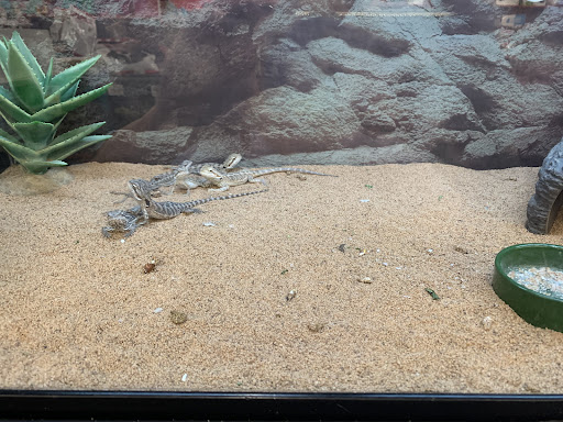 Pet Supply Store «Petco Animal Supplies», reviews and photos, 308 E Meighan Blvd, Gadsden, AL 35903, USA