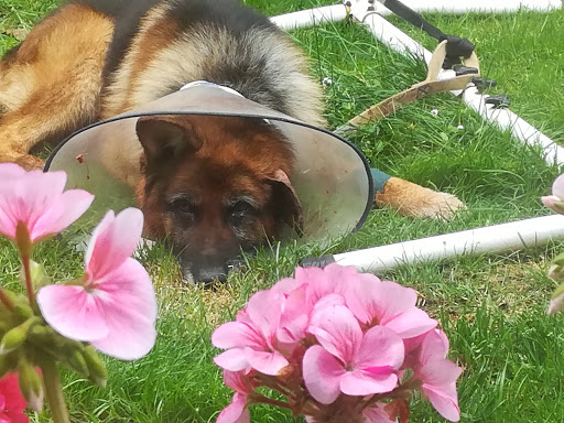 Clínica Veterinaria Aldur en O Pedrouzo