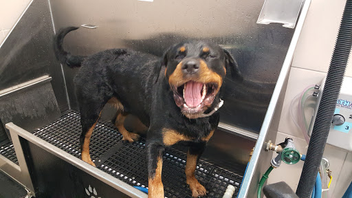 Pet Supply Store «Pet Supplies Plus», reviews and photos, 126 E Main St, Smithtown, NY 11787, USA