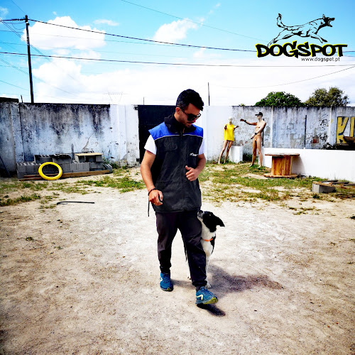 Clube DogSpot - Campo de futebol