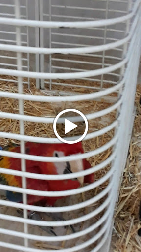 Bird Shop «Arizona Bird Store», reviews and photos, 565 S Dobson Rd, Mesa, AZ 85202, USA