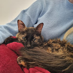 Photo n° 1 de l'avis de Vanessa.s fait le 03/03/2023 à 15:04 pour Vet-Urgentys OUEST | Urgence Vétérinaire de Garde Toulouse à Toulouse