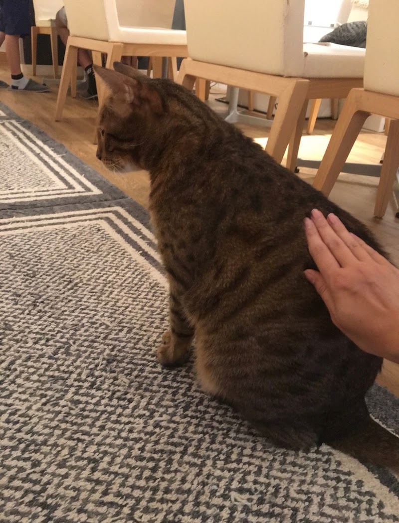 猫カフェ キューリグ大名店 福岡県福岡市中央区大名 カフェ 喫茶 グルコミ