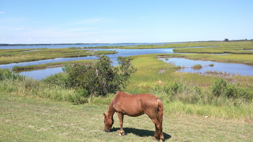 National Park «Assateague Island National Seashore», reviews and photos, 7206 National Seashore Ln, Berlin, MD 21811, USA