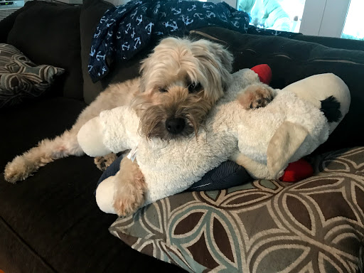 Pet Store «Pet Valu», reviews and photos, 256 Pond Path, Centereach, NY 11720, USA