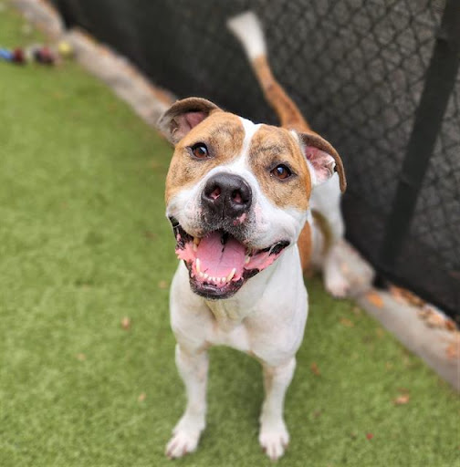 Minneapolis Animal Care/Control