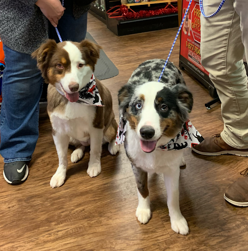 Pet Supply Store «EarthWise Pet Supply», reviews and photos, 3300 Hamilton Mill Rd #103, Buford, GA 30519, USA