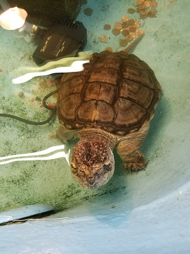 Pet Store «Critter Pet Shop», reviews and photos, 19309 Ecorse Rd, Allen Park, MI 48101, USA