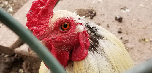 Park «Merrill Park», reviews and photos, Fairview Ave, Colonia, NJ 07067, USA