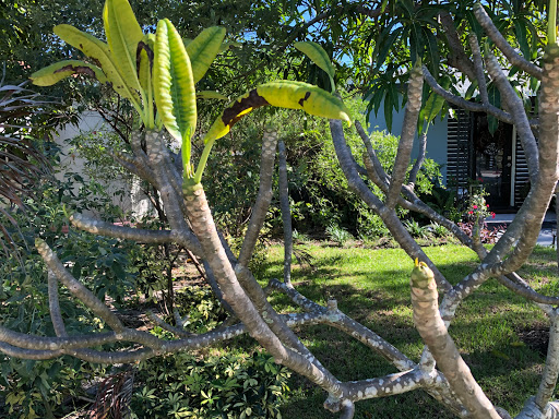 Museum «History Museum Fort Lauderdale (Formerly Known as 1905 New River Inn)», reviews and photos, 219 SW 2nd Ave, Fort Lauderdale, FL 33301, USA