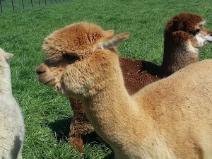Southern Estate Alpacas - photo 56