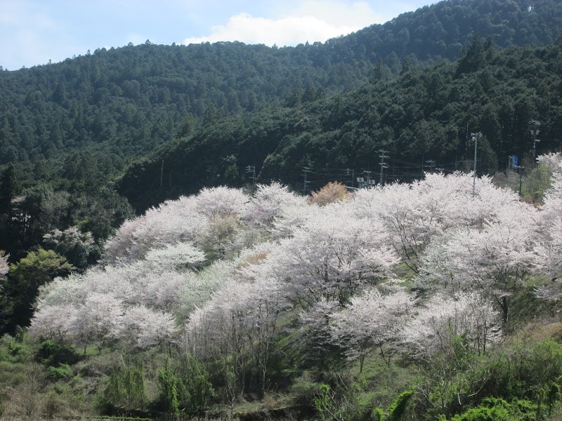 桜並木