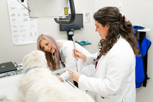 GoodVets Plaza Midwood image