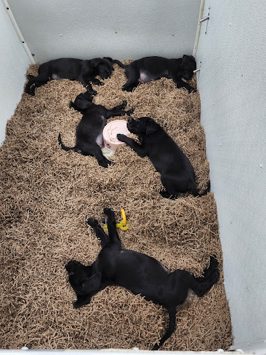 Pet Store «Puppy City», reviews and photos, 3343 Valley Pike, Winchester, VA 22602, USA