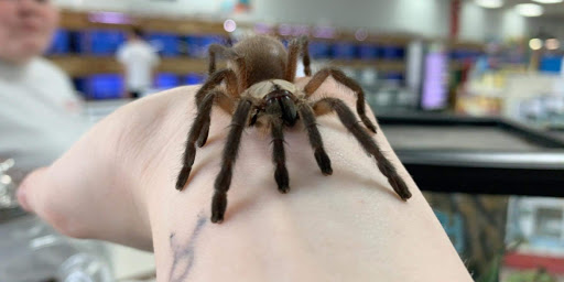 Pet Groomer «Pet World», reviews and photos, 4033 W Mercury Blvd, Hampton, VA 23666, USA