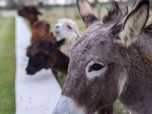 Event Venue «Three B Ranch Events», reviews and photos, 7850 Patton Rd, Somerset, TX 78069, USA