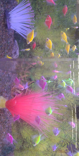 Pet Store «PetSmart», reviews and photos, 1671 S Interstate Hwy 35 #200, New Braunfels, TX 78130, USA